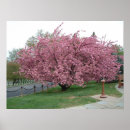 Zoek naar kersenboom posters Planten