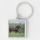 Recherche de cheval de pur sang Barrière