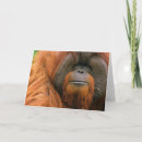 Recherche de orang outan vœux cartes Primates