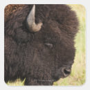 Recherche de bison américain autocollants Nature