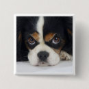 Recherche de suis charlie de je badges Chien