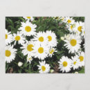 Recherche de marguerite shasta cartes postales Jardin