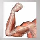 Recherche de muscle humain posters Épaule
