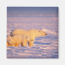 Zoek naar ijsbeer magneten Dieren in het wild