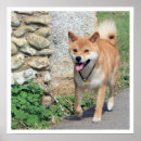 Recherche de shiba inu Amoureux de les chiens
