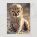 Zoek naar jachtluipaarden briefkaarten Welp