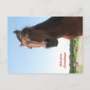 Recherche de poneys cartes postales Chincoteague