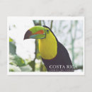 Recherche de toucan cartes postales Animal