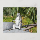 Recherche de lemur cartes postales Madagascar