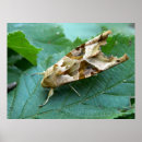 Recherche de angle posters Papillon