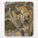Recherche de lion sauvage tapis souris Grand félin