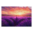 Recherche de la provence posters Lavande