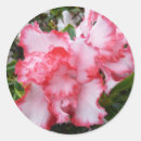 Recherche de azalée autocollants Blanc