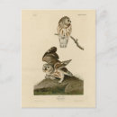 Recherche de petit hibou cartes postales Illustration