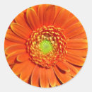 Recherche de gerberas autocollants Pour tous