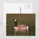 Recherche de tranquille cartes postales Eau
