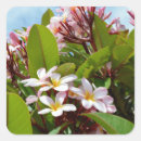Recherche de frangipanis autocollants Tropical