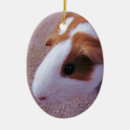 Zoek naar hamsters ornamenten Gezelschapsdieren