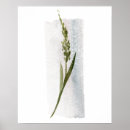 Recherche de herbes posters Peinture murale