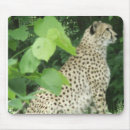 Recherche de guépard tapis souris Chats