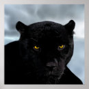 Zoek naar zwarte jaguar posters Dieren