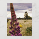 Zoek naar lupine briefkaarten Buiten