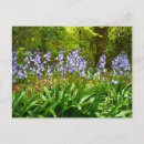 Zoek naar bluebell briefkaarten Bos