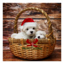 Recherche de marionnettes posters Animaux