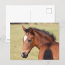 Recherche de poulain cartes postales Bob langrish