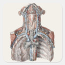 Zoek naar anatomie stickers Organen
