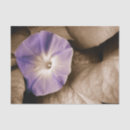 Recherche de gloire de matin pourpre Fleur
