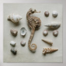 Recherche de seashell posters Coast