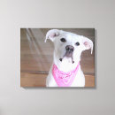 Zoek naar ogen canvas prints Grappig