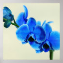 Recherche de blau Orchidée