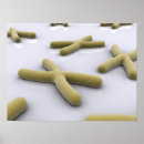Zoek naar chromosoom posters Nucleotide