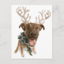 Recherche de dressing cartes postales Bizarre