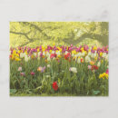 Zoek naar tulpen briefkaarten Fotografie