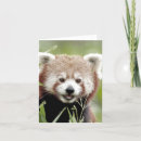 Recherche de panda rouge vœux cartes Nature