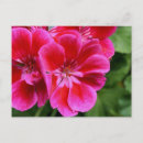 Zoek naar geranium briefkaarten Flora