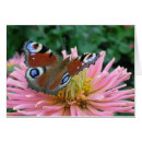 Recherche de papillons mites cartes postales Nature