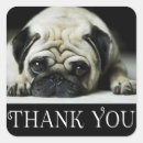 Recherche de chien carlin autocollants Merci