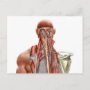 Recherche de muscle humain cartes postales Arrière plan blanc