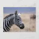 Zoek naar zebra briefkaarten Oerwoud