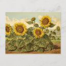 Recherche de jardinage vintage cartes postales Tournesol