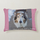 Recherche de shelties Chien