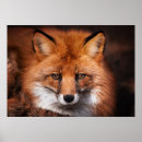 Recherche de renard rouge bébé posters Mignon
