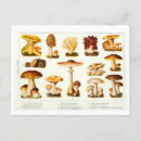 Recherche de champignon comestible posters Botanique