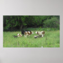 Recherche de vache posters Agriculture