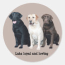 Recherche de labradors autocollants Laboratoire