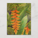 Recherche de heliconia cartes postales Nature
